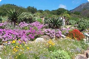 Kirstenbosch Flowers